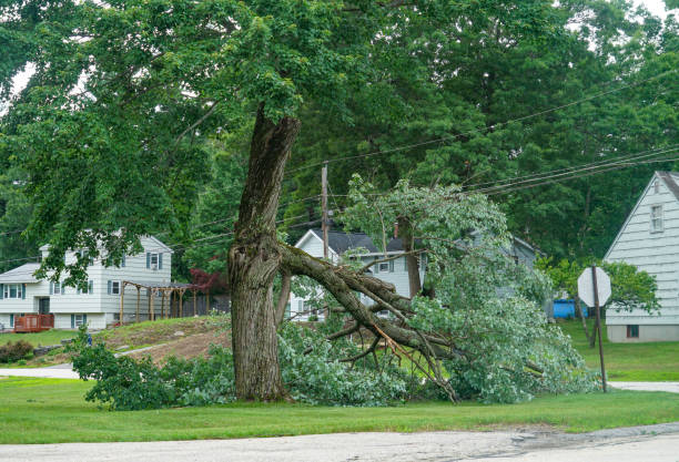 Best Tree Disease Treatment  in Lake Shore, MN